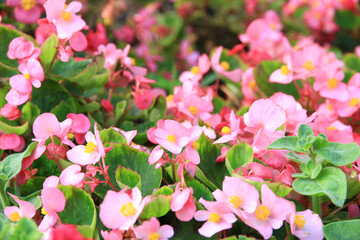 Naklejka premium Colorful flowers in the garden, beautiful and natural.