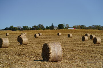 Fototapeta premium Round hay bales sit on farmland waiting to be picked up. 