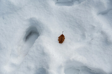 An autumn leaf in the white snow and footprints