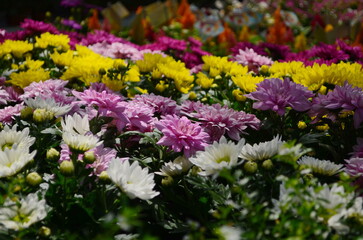 Obraz premium Bunches of Purple, Orange, Yellow, Red, Marroon and Pink Chrysanthemum