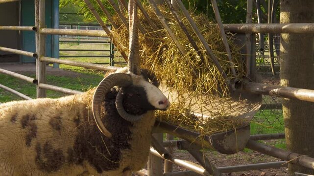 Four horned sheep eats hay. Nature, zoo.