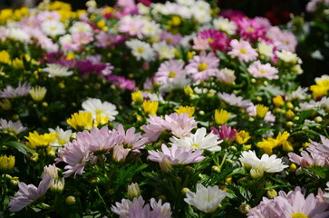 Obraz premium Bunches of Purple, Orange, Yellow, Red, Marroon and Pink Chrysanthemum