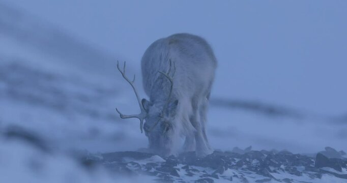 Svalbard reindeer in snow storm
