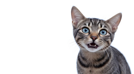 Fototapeta premium british cat isolated on white