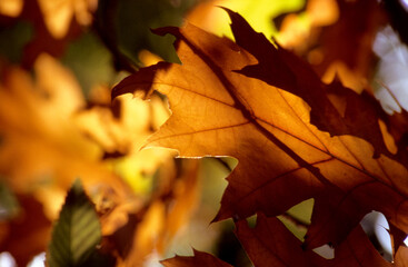 Goldener Herbst