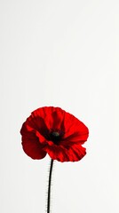 Minimalist Design of Single Red Poppy Flower