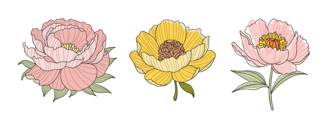 Three stylized peony flowers on a white background, soft pink with layered petals, vibrant yellow with a brown center, pale pink with a yellow orange center. Set of Design elements for decorating.