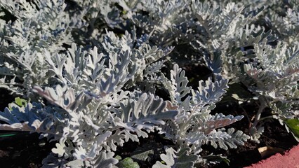 Cineraria maritima, Senecio cineraria, Dusty miller plant background. Cineraria texture. Silver dust in the garden. Selective soft focus, nature concept. Senecioneae Asteraceae Jacobaea maritima