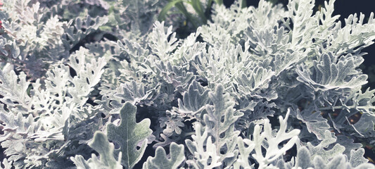 Cineraria maritima, Senecio cineraria, Dusty miller plant background. Cineraria texture. Silver dust in the garden. Selective soft focus, nature concept. Senecioneae Asteraceae Jacobaea maritima