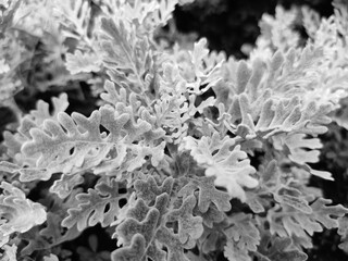 Cineraria maritima, Senecio cineraria, Dusty miller plant background. Cineraria texture. Silver dust in the garden. Selective soft focus, nature concept. Senecioneae Asteraceae Jacobaea maritima