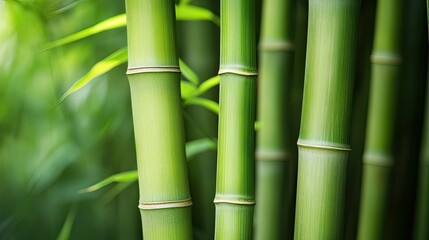 Obraz premium A close-up of green bamboo stalks standing tall, their smooth surfaces catching the sunlight in an exotic forest.
