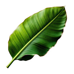 a Banana leaf laying on white background to create PNG file