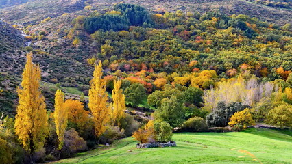 landscape autumn colors trees mountain field yellow red green ochre
