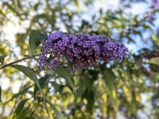 flowers in the garden