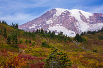 A deer is surrounded by vibrant, lush, fall foliage at Mt. Rainier National Park in Washington state
