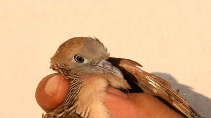 A tame turtle dove