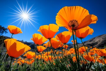 Obraz premium California poppy reserve, with orange flowers spreading across the hills under a bright midday sun, creating a warm, golden landscape