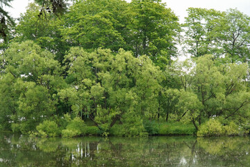 Pond with trees in summer