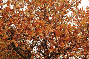 Crimson Canopy of Autumn