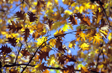 Goldener Herbst