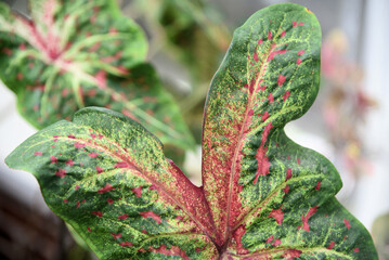 Caladium bicolor