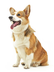 A cute Corgi dog sits attentively, looking alert and happy, with its signature short legs and large ears against a white background.