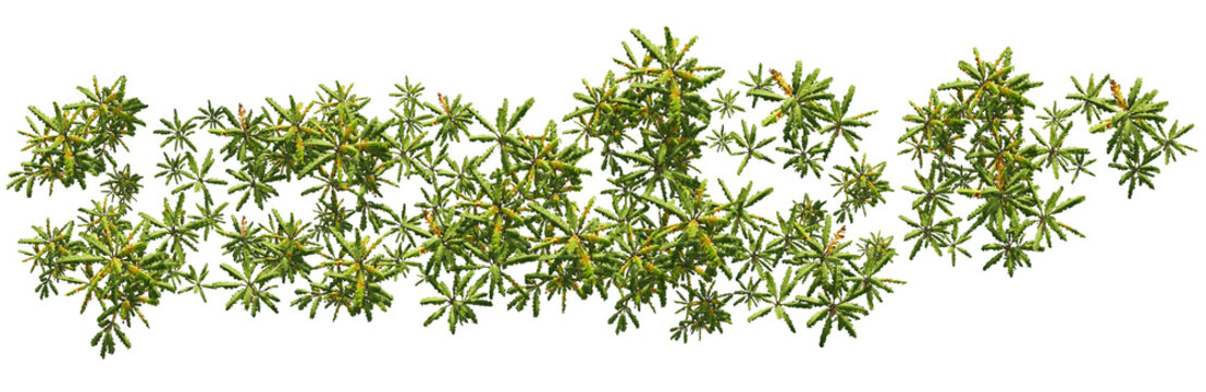 tree top view cut out png 