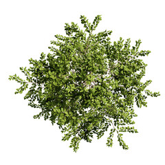 tree top view cut out png 