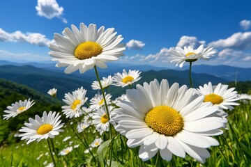 Sunny field of daisies stretching across a valley, with the white petals contrasting against the green grass and the blue sky above © Thanyarat