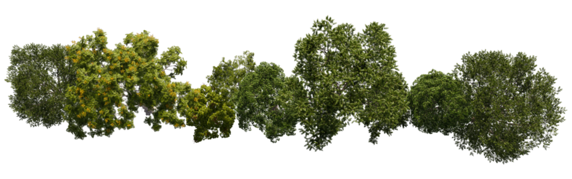 tree top view cut out png 