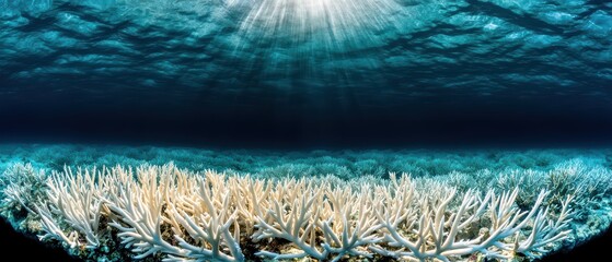 Vibrant coral reef with sun rays penetrating the clear blue ocean, showcasing underwater beauty and marine life.