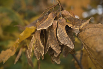 Samenstand  des Ahorns