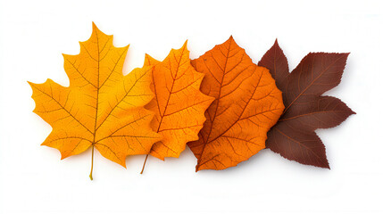 Fototapeta premium Background group autumn orange leaves