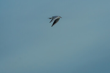 Graceful Seagull in Flight Against a Clear Blue Sky