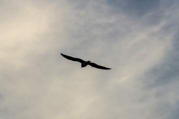 Silhouetted Bird Soaring Against a Dramatic Cloudy Sky