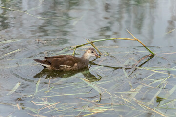 Moorhen Swimming Gracefully in Serene Wetland Habitat