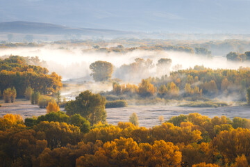 Trees changing to fall colors with low lying fog in the Gunnison river valley Gunnison, Colorado