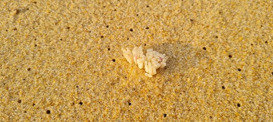 PYCNOCLAVELLA ATLANTICA ON THE BEACH SAND2