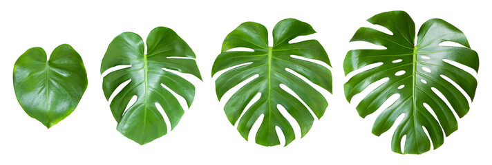 Monstera leaf growth stages isolated on white background. Object with clipping path © sichon