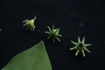Kandelia candel flower which is a rare mangrove flower