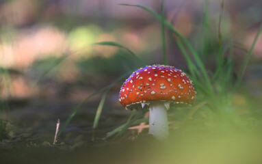 grzyb muchomor © Marek Polak