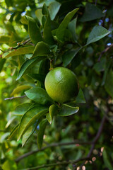 Green grapefruit on the tree