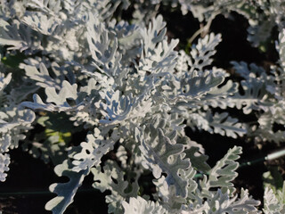 Cineraria maritima, Senecio cineraria, Dusty miller plant background. Cineraria texture. Silver...