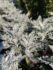 Cineraria maritima, Senecio cineraria, Dusty miller plant background. Cineraria texture. Silver dust in the garden. Selective soft focus, nature concept. Senecioneae Asteraceae Jacobaea maritima