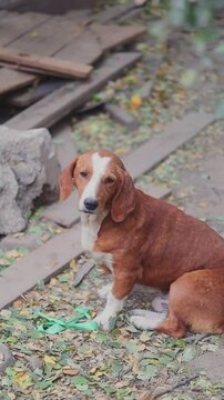 beagle in the park