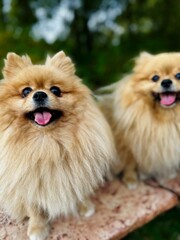 Pomeranian Spitz is a breed of dog