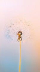 Delicate dandelion puff against a soft background