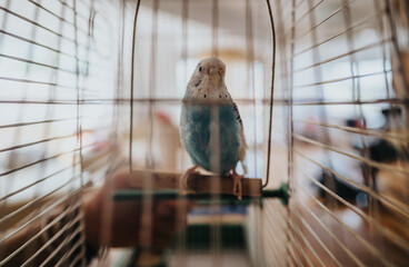A blue parakeet sitting on a perch in a birdcage, capturing a serene moment of pet life in a warm,...