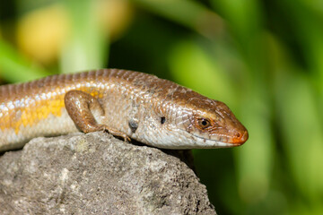 Close-up ground skink on the top of rock
