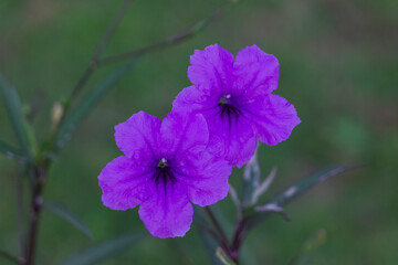Ruellia simplex flowers blooming in the park